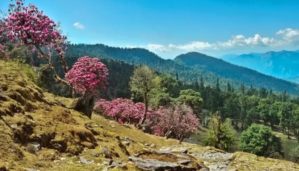 binsar-honeymoon