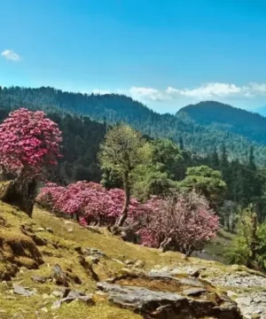 binsar-honeymoon