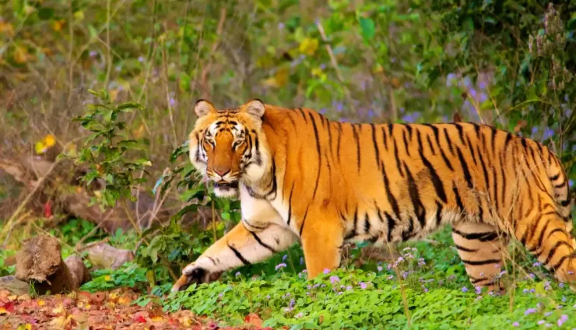 corbett-tiger